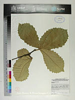 JAdNV0383 Quercus resinosa.JPG