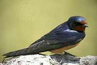 MGaves 1045 Hirundo rustica.jpg