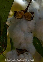 FBA1248 Gossypium hirsutum.jpg