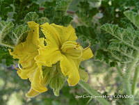 JF140 0272 Solanum rostratum.jpg