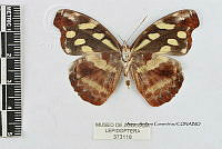 JF018 0455 Catonephele cortesi.jpg