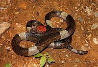 RACA 0050 Pseudoleptodeira latifasciata.jpg