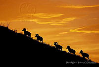 DGT01 Ovis canadensis.jpg