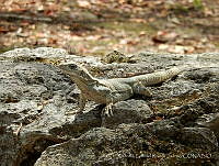 RGRJ01 Ctenosaura similis.jpg