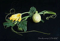 DK2130 Cucurbita sp..jpg