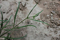 MHSO48 Mirabilis linearis.jpg