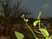 RRD0125 Rhynchosia minima.jpg