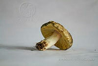 ZAPF 0733 Lentinus substrictus.jpg