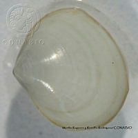 MRyRR370 Tellina tampaensis.jpg