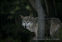MASM06367 Canis lupus baileyi.jpg