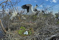 EA001 Mycteria americana.jpg