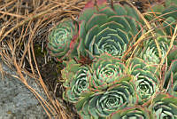 VWS062 Echeveria secunda.jpg