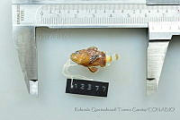 RQTG2335 Scorpaena plumieri.jpg