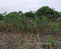 RG055 0001 Phaseolus vulgaris.jpg