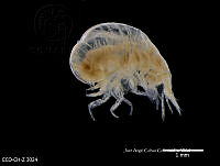 ME006 Z 0441 Lestrigonus schizogeneios.jpg