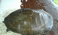 NE017 394 Dermatemys mawii.jpg