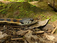 AYND02 Thamnophis cyrtopsis.jpg