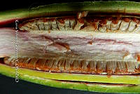 Yolox 926 Philodendron hederaceum.jpg