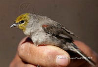 IE003 0034 Auriparus flaviceps.jpg