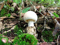 OTVHK040-660 Agaricales.TIF