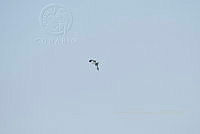 HJ6- 1107- Pandion haliaetus.jpg