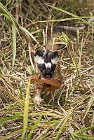 MASM07818 Mustela frenata.jpg