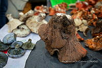 IMDOC Hong 0039 Hypomyces macrosporus.jpg