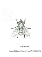MARL0458 Musca domestica.jpg