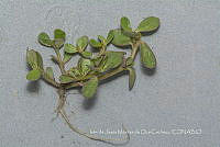 IMDOC4677 Portulaca oleracea.jpg