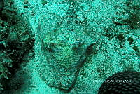 NE018 0727 Lobatus gigas.jpg