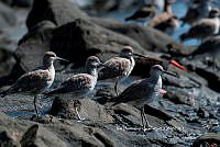 IDG Nat 0018 Tringa semipalmata.jpg