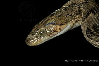 MASM07434 Trimorphodon biscutatus.jpg