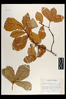 102092 Quercus rugosa.jpg