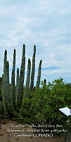 LI005 0032 Stenocereus thurberi, Jatropha cinerea.jpg
