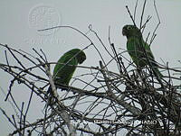 LEMH055 Eupsittula nana.JPG