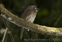 MASM02123 Malacoptila panamensis.jpg