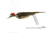 ME006 Aves 0679 Dryocopus lineatus.jpg
