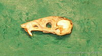 CIBNOR 6742_sl Chaetodipus arenarius.jpg
