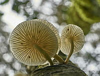 IEC05 Agaricales.jpg