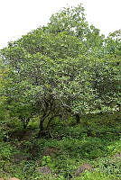 EMA062 Thevetia ovata.jpg