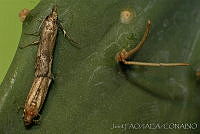 OIEA0006 Cactoblastis cactorum.jpg