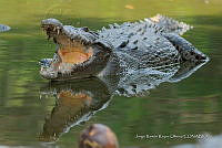 JRRO0366 Crocodylus acutus.jpg