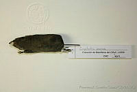 FXGC0027 Cryptotis parva.jpg