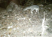 JFCM0036 Urocyon cinereoargenteus.jpg