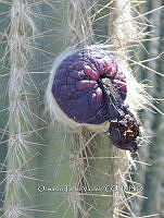 OTVBK029 4107 Pilosocereus chrysacanthus.jpg