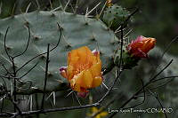 LRP1265 Opuntia sp..jpg