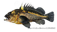 SRM0161 Sebastes chrysomelas.jpg