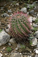 CAR 0068 Ferocactus gracilis.jpg
