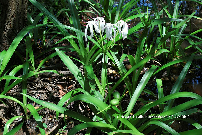 FN005%207%20136%20Crinum%20americanum.jpg.nyepy5H0MUXxj4lhQA3g0JtbmFja29CbnFuZ3NAbXJ6LGtwZwA.n5hzYH hz5