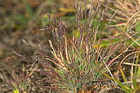 LAA129 Muhlenbergia peruviana.jpg